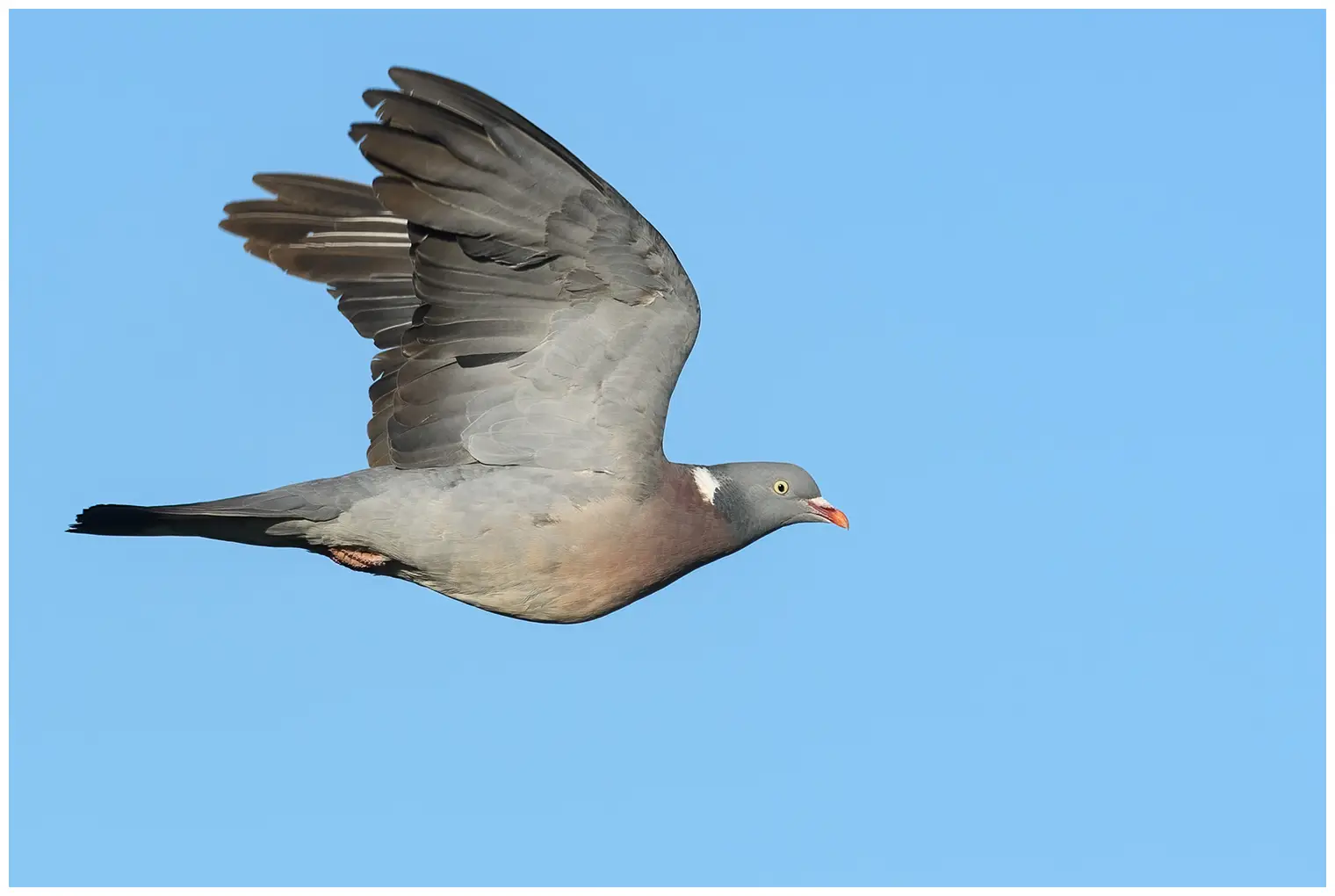 Wood-Pigeon