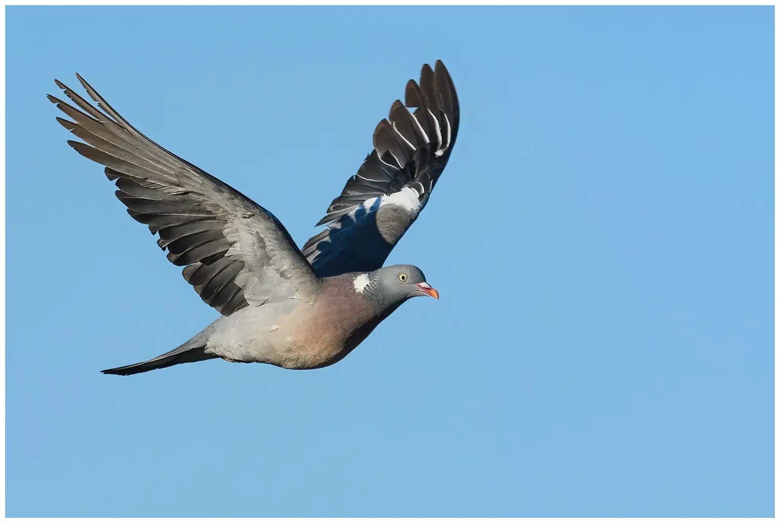 Wood-Pigeon