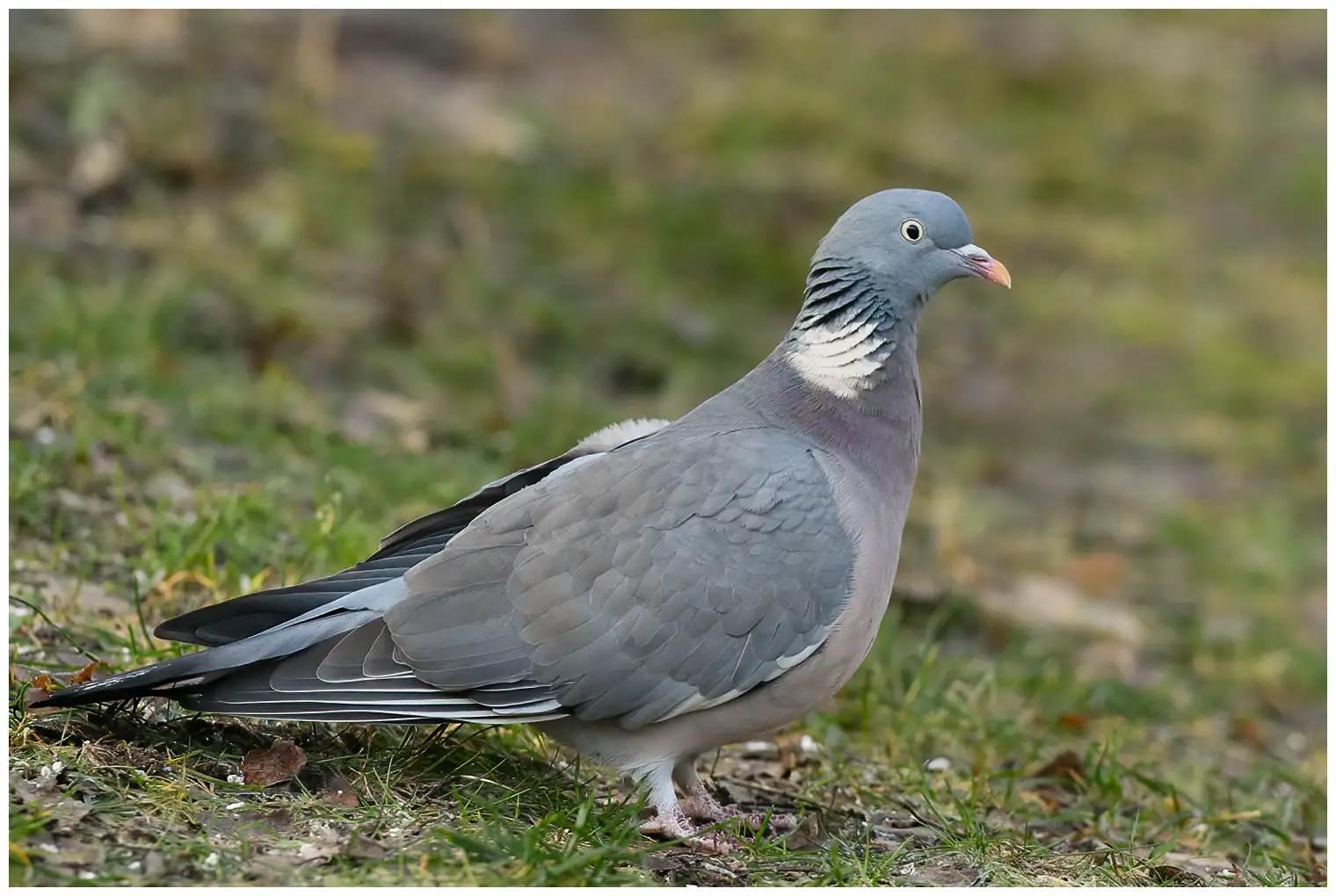 Wood-Pigeon
