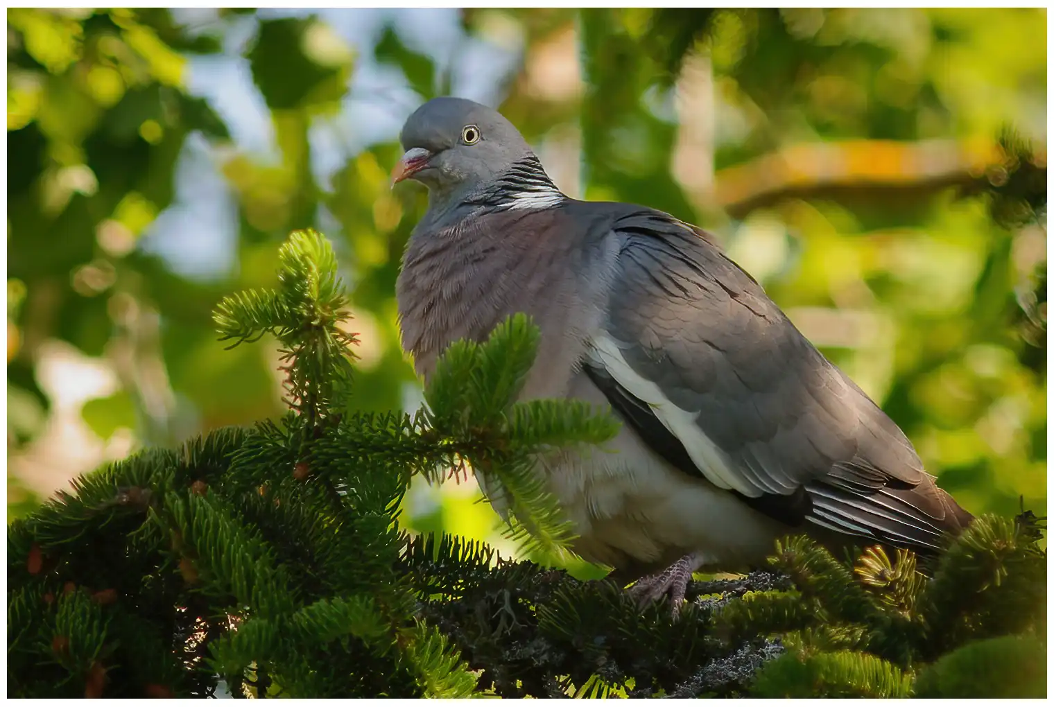 Wood-Pigeon