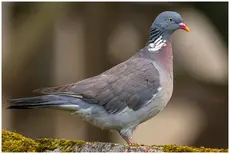 Wood-Pigeon