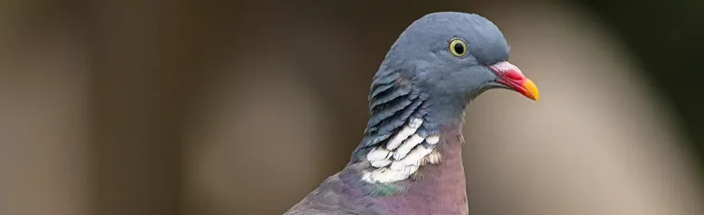 Wood-Pigeon. Seen here on a branch. Large pigeon with blue-gray colors and white markings on the wings and neck.