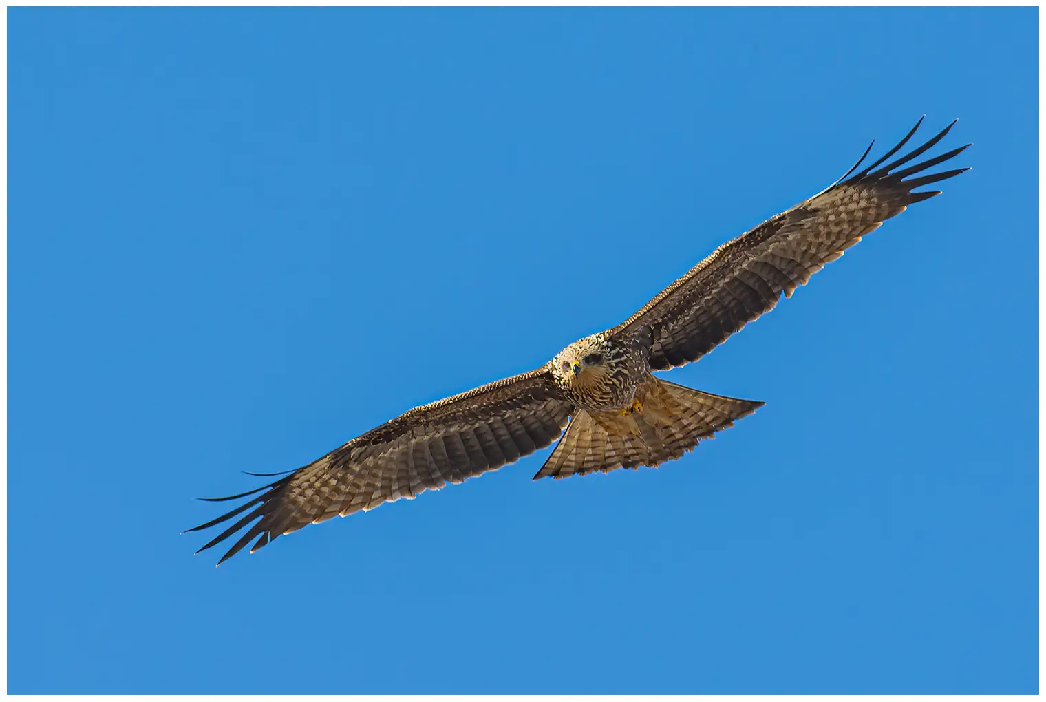 Black kite
