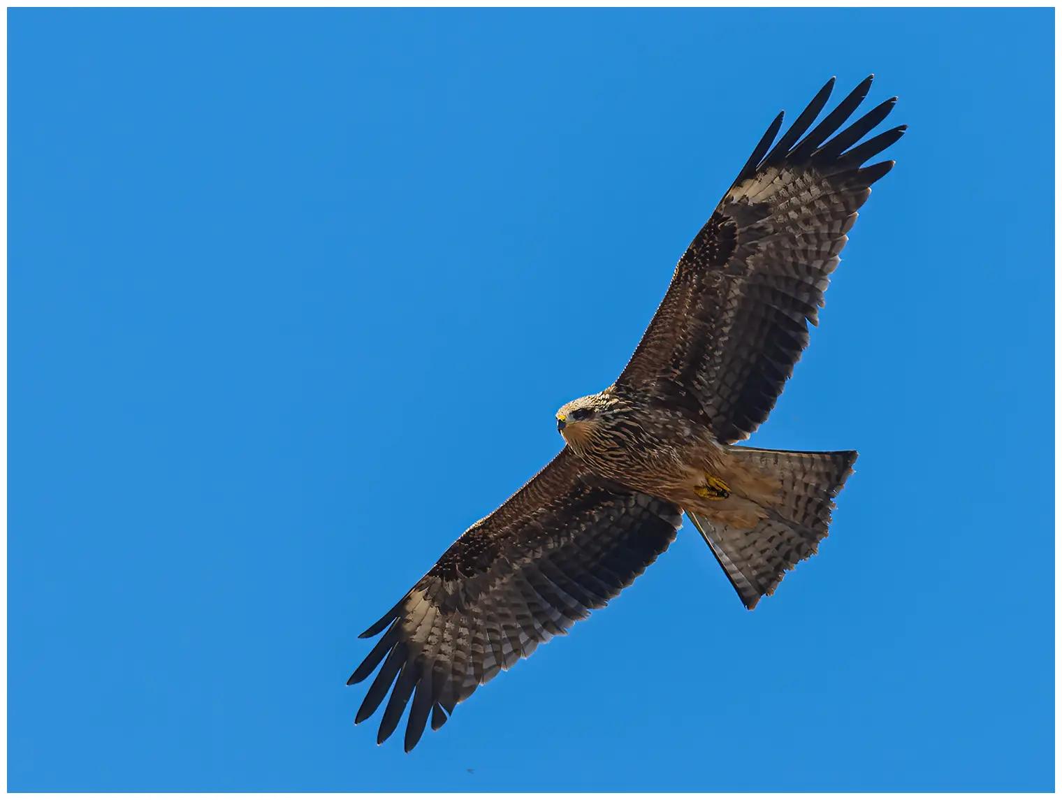 Black kite