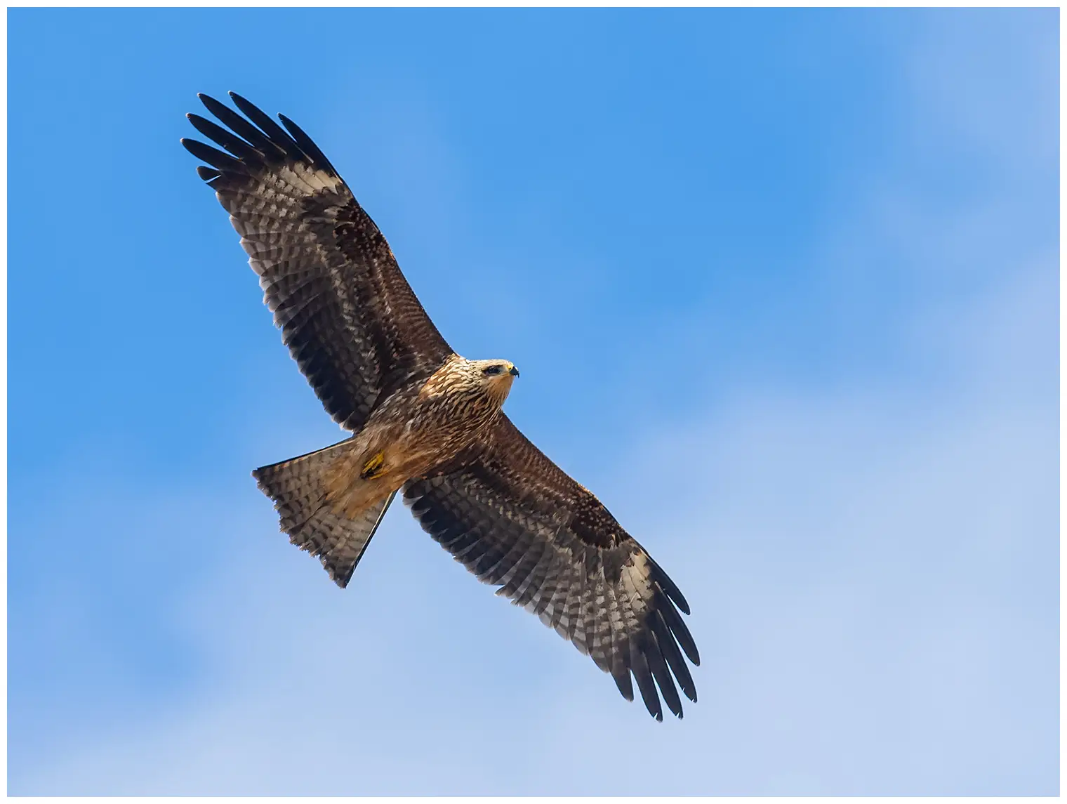Black kite