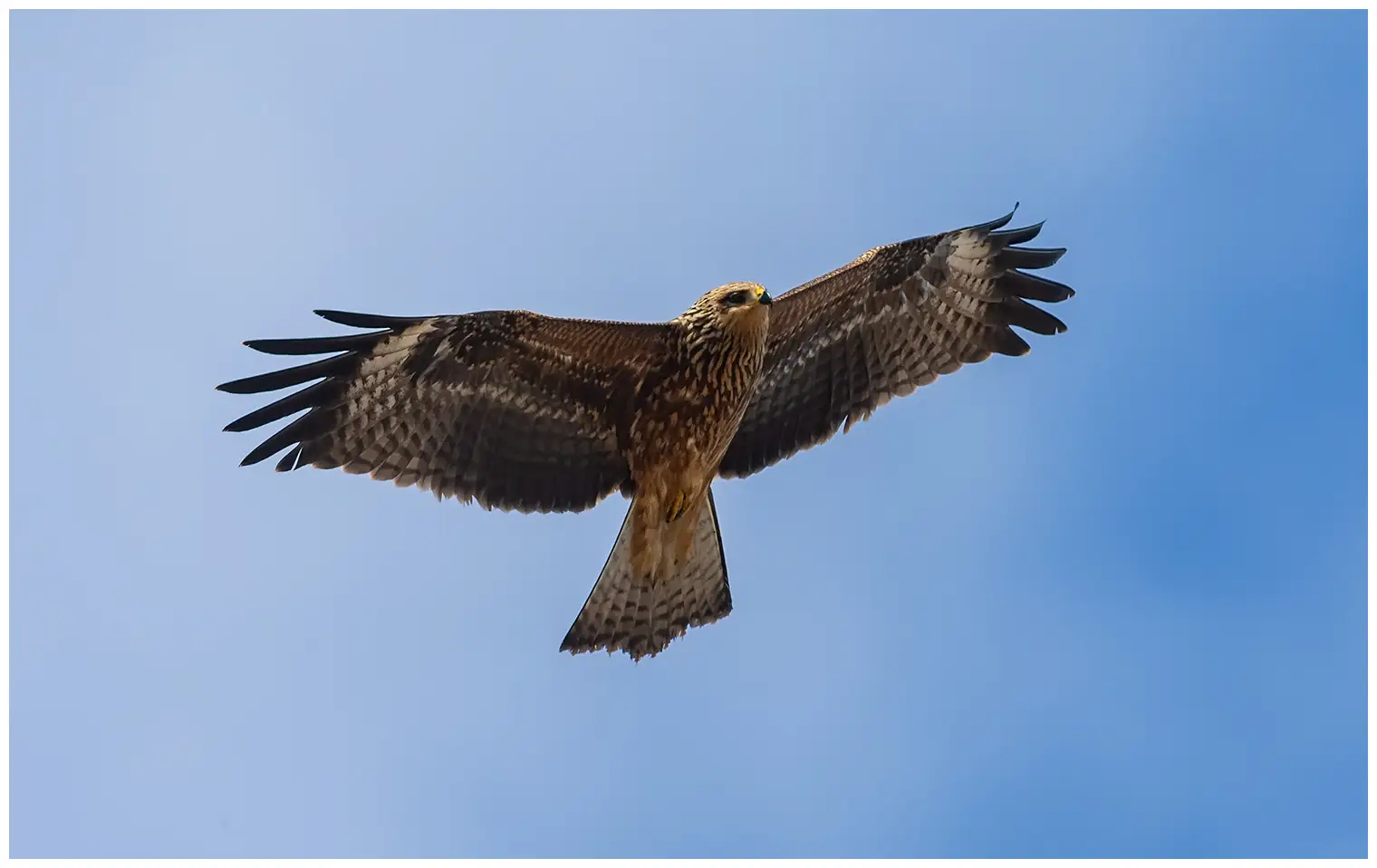 Black kite