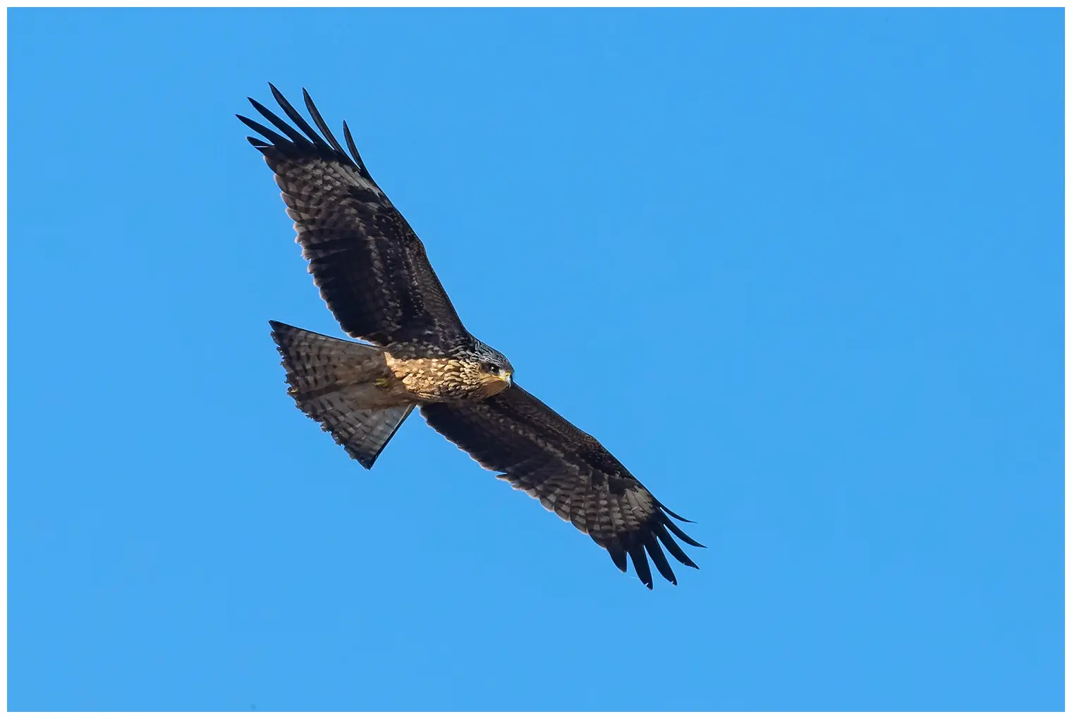 Black kite