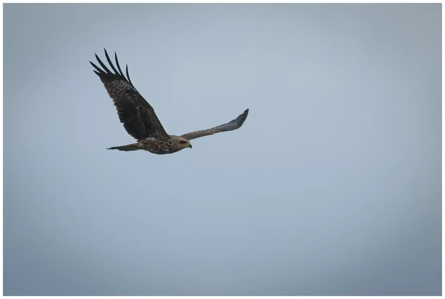 Black kite