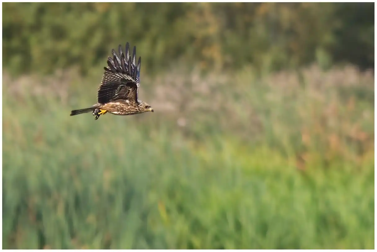Black kite
