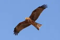 Black kite