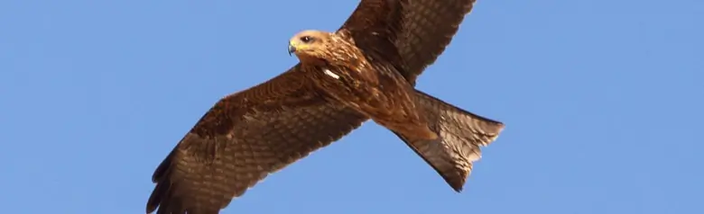 Black kite. Soaring against a blue sky. Broad wings. Dark plumage, and the tail is only slightly forked.