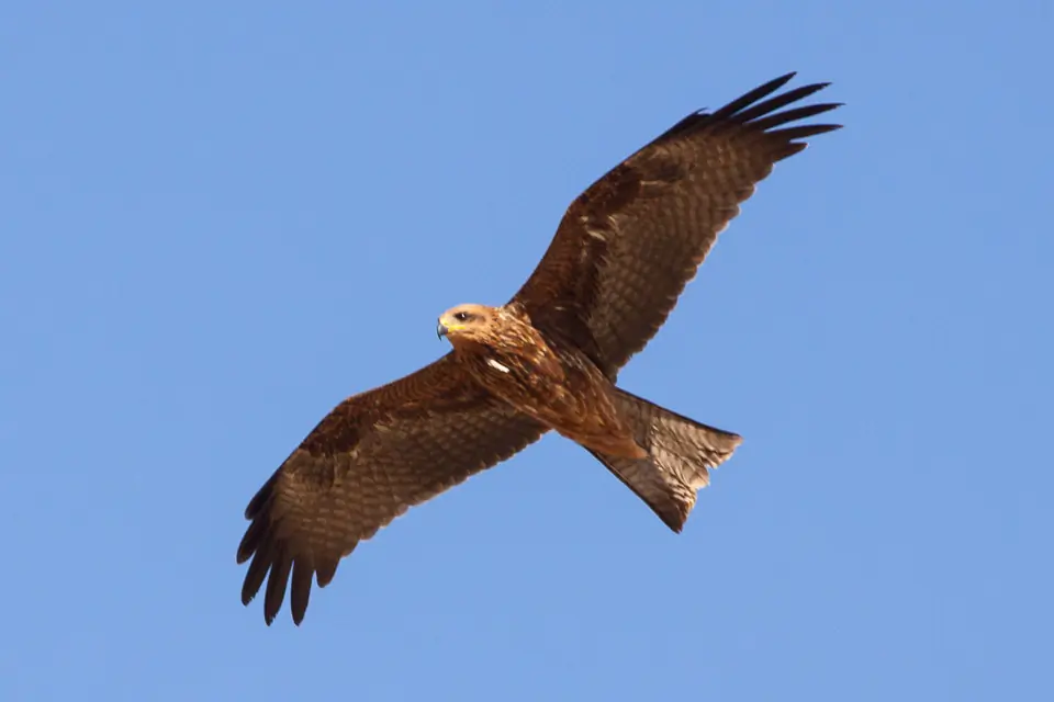 Black kite. Soaring against a blue sky. Broad wings. Dark plumage, and the tail is only slightly forked.