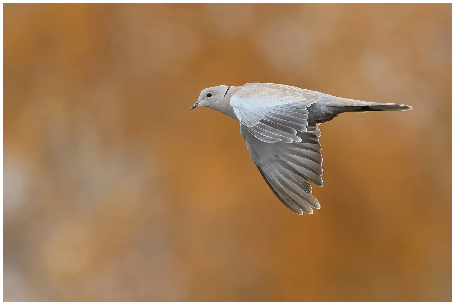 Collared Dove