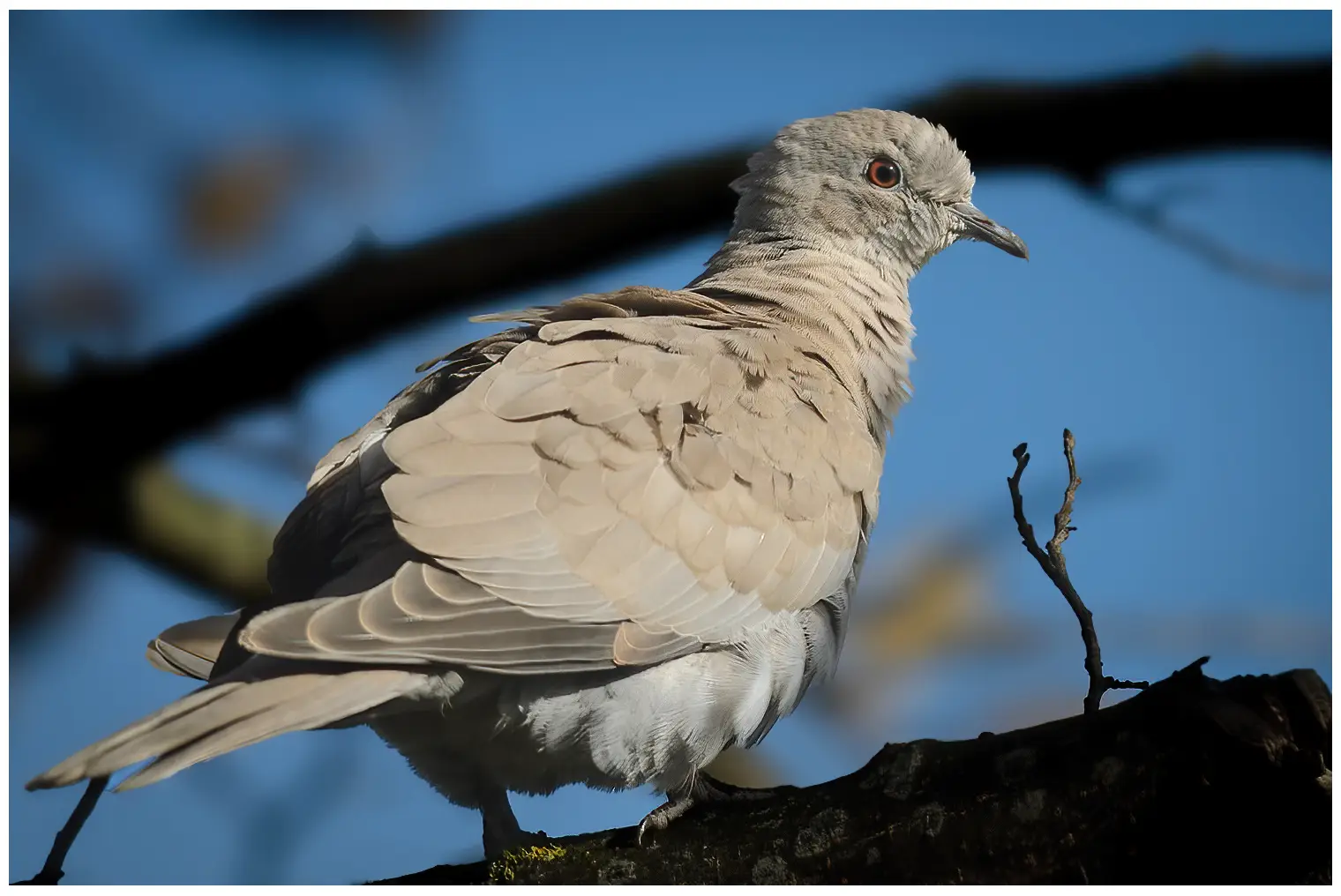 Collared Dove