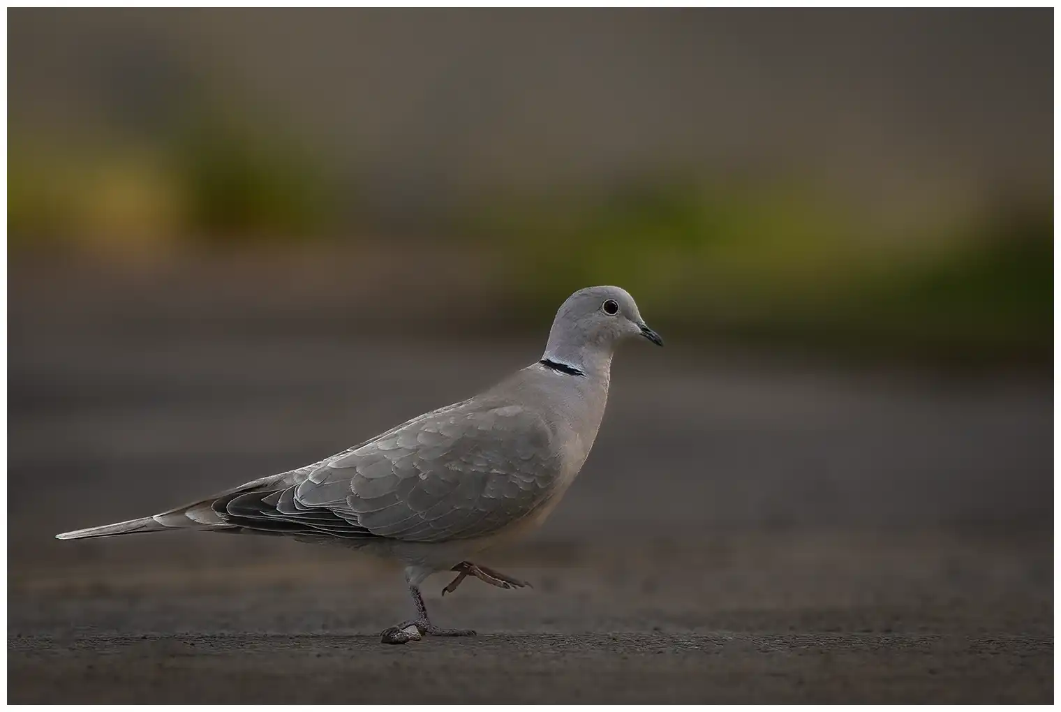 Collared Dove
