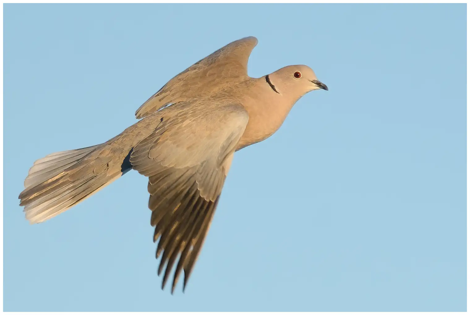 Collared Dove