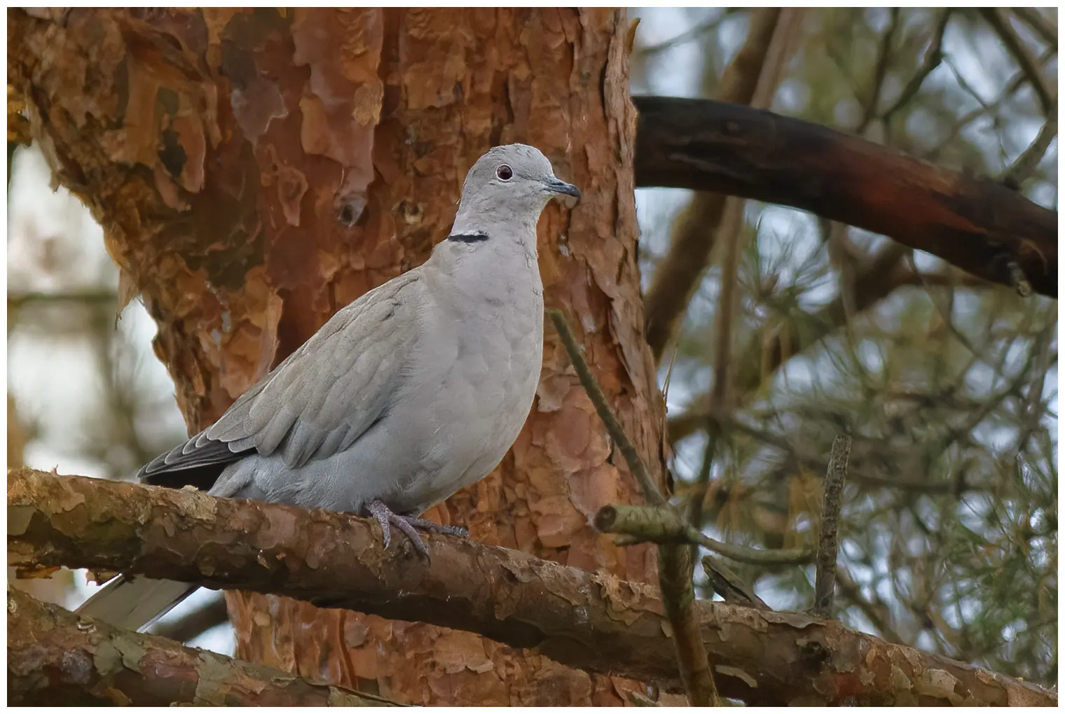 Collared Dove
