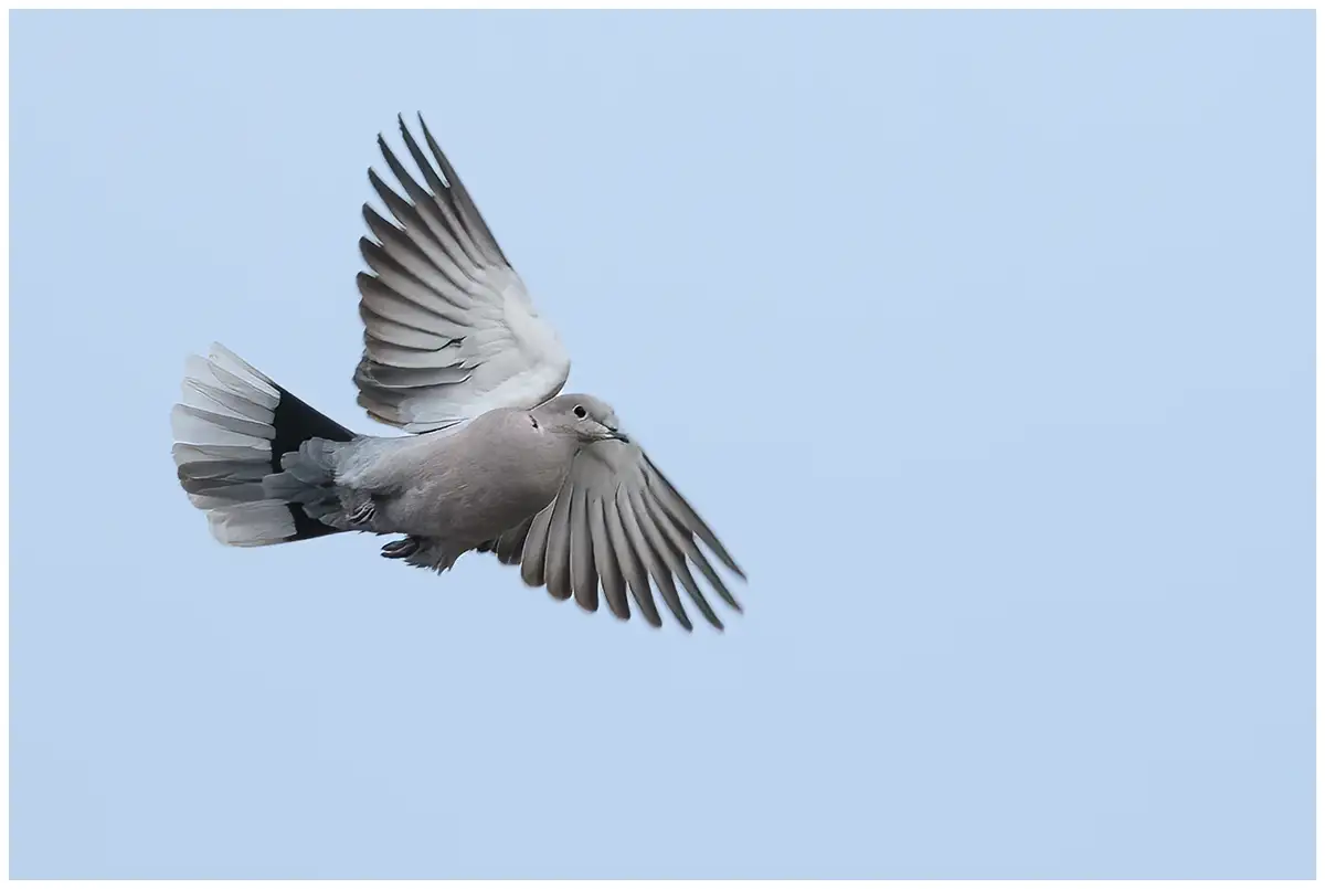 Collared Dove