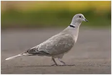 Collared Dove