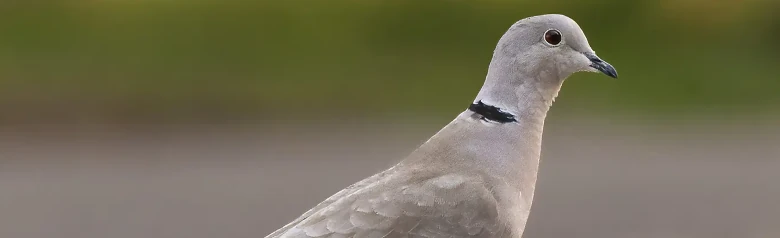 Collared Dove. A smaller pigeon, but very elegant. Seen here standing on the ground. Grey bird with black neck stripe.