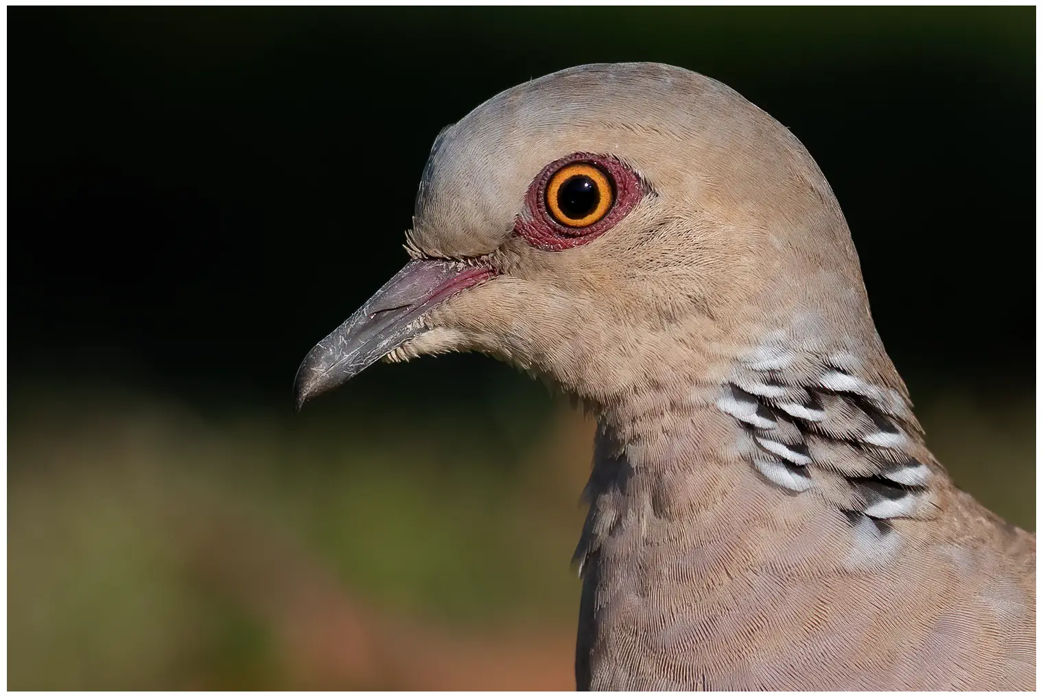 Turtle Dove