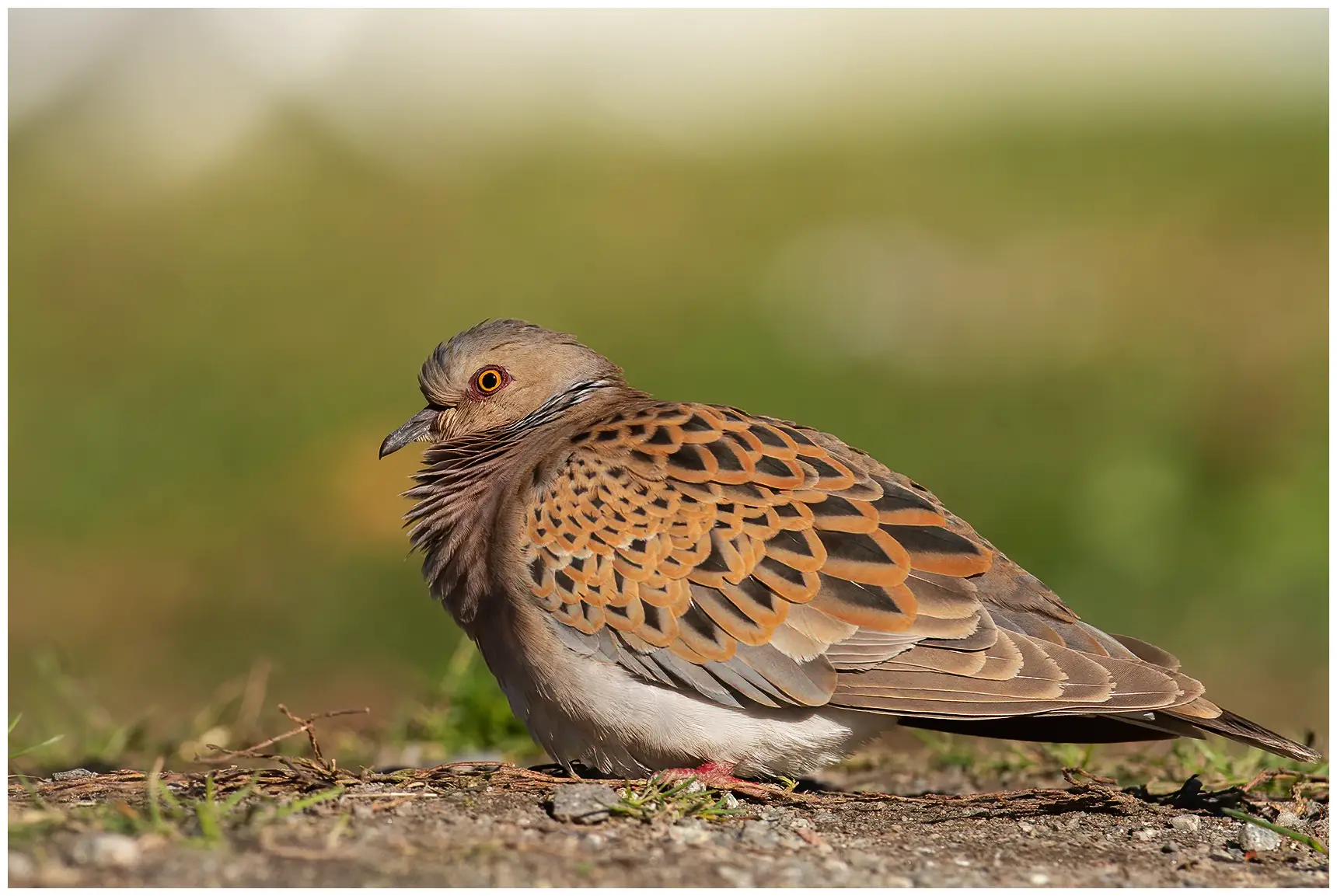 Turtle Dove
