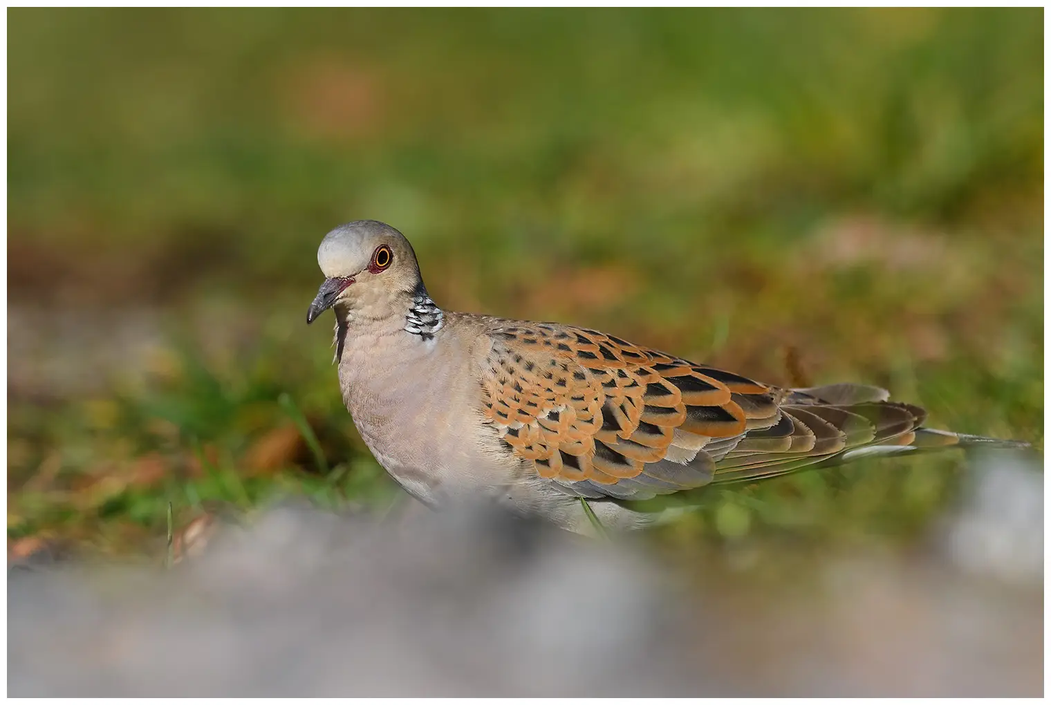 Turtle Dove