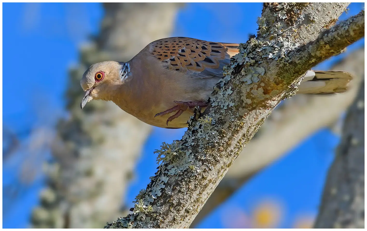 Turtle Dove