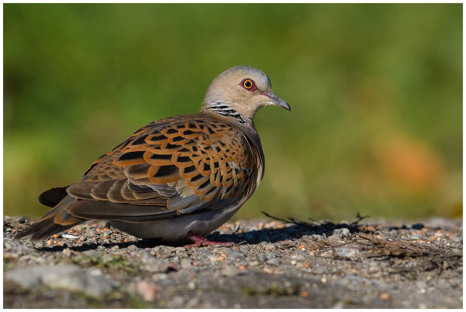 Turtle Dove
