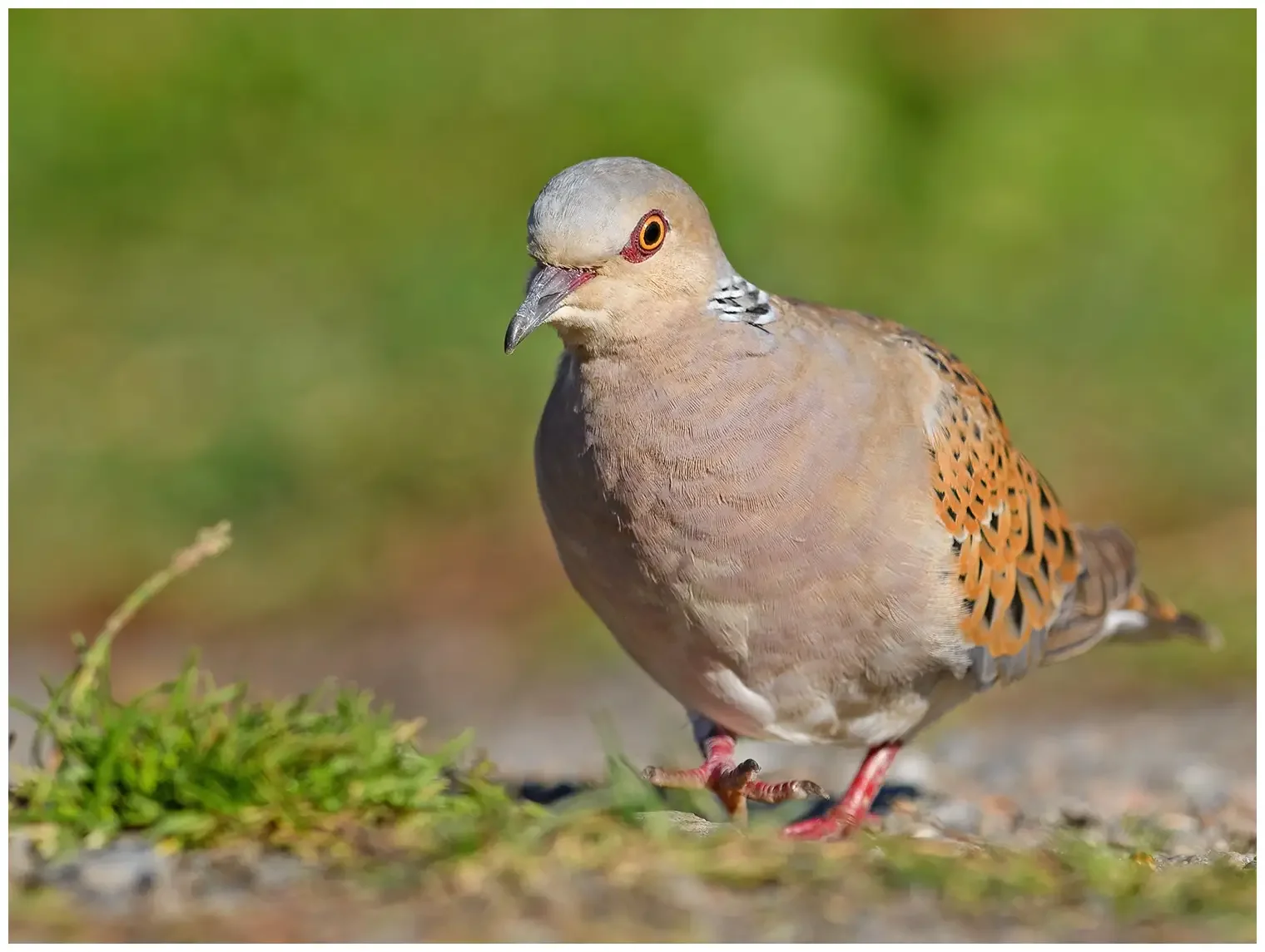 Turtle Dove