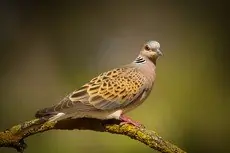 Turtle Dove