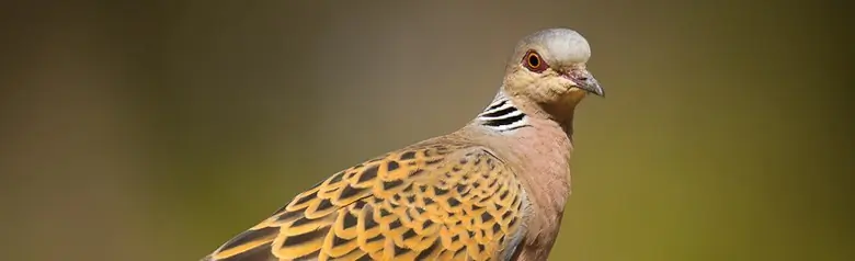 Turtle Dove. Perched on a branch. Orange-brown, black-speckled wings. Black and white stripes on the neck.