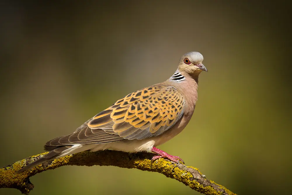 Turtle Dove. Perched on a branch. Orange-brown, black-speckled wings. Black and white stripes on the neck.
