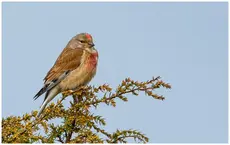 Linnet