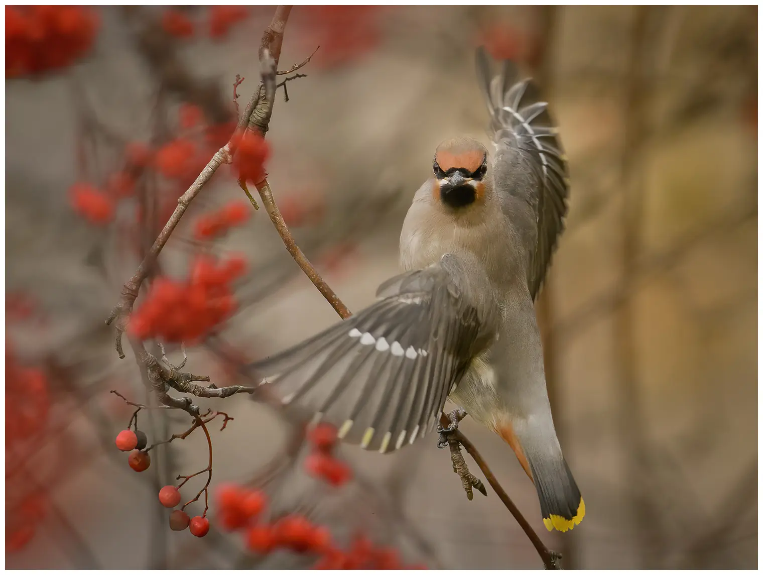 Bohemian waxwing