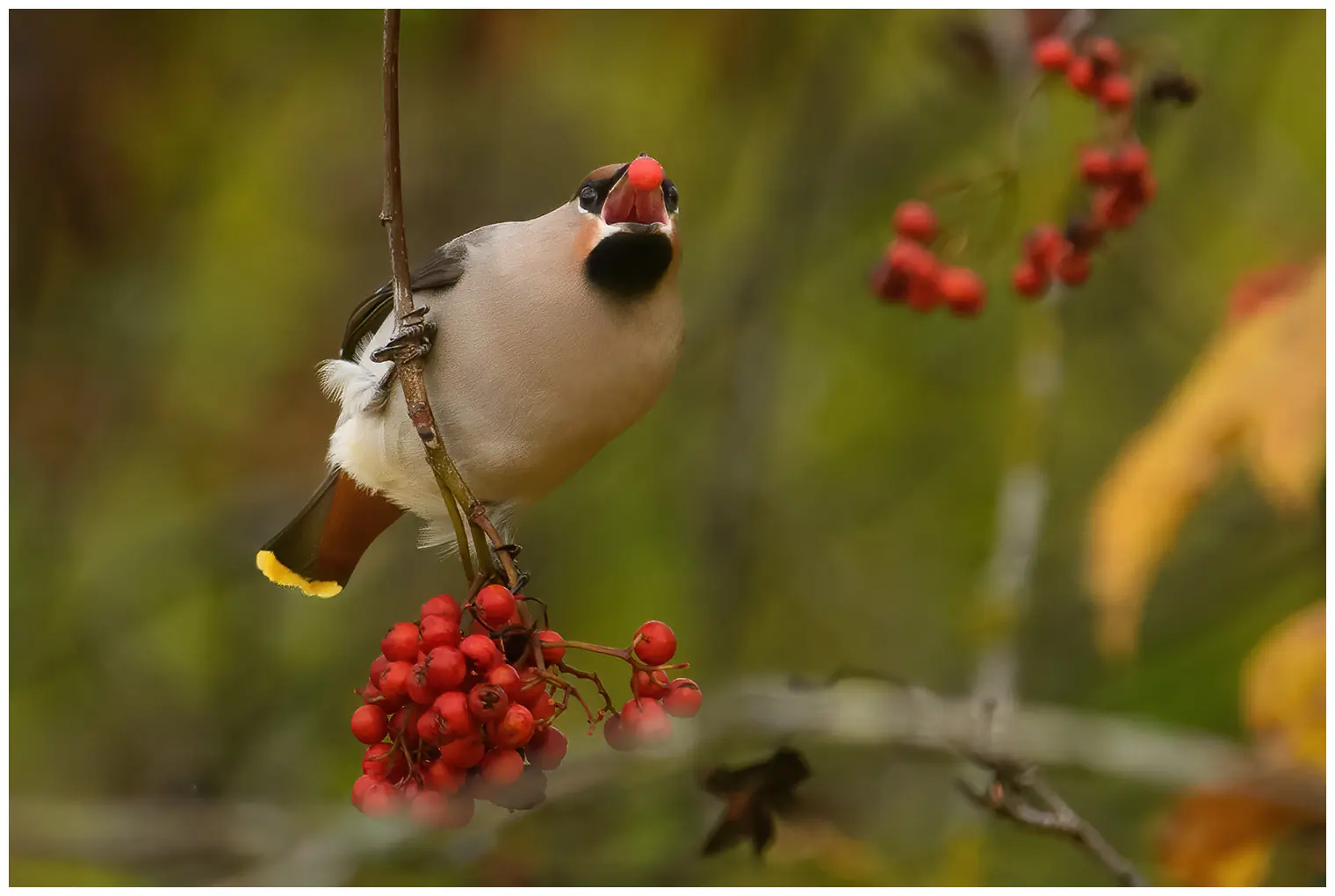 Bohemian waxwing