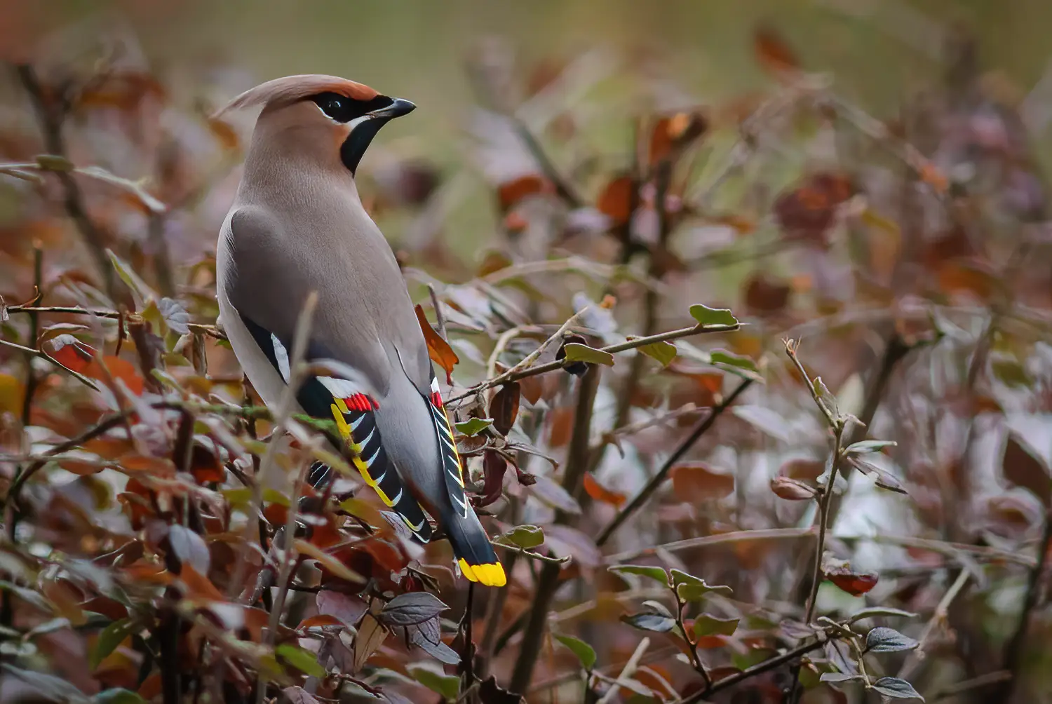 Bohemian waxwing
