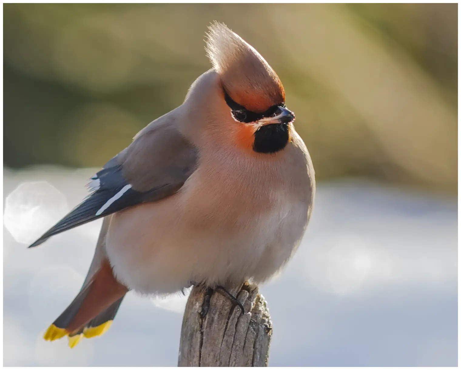Bohemian waxwing