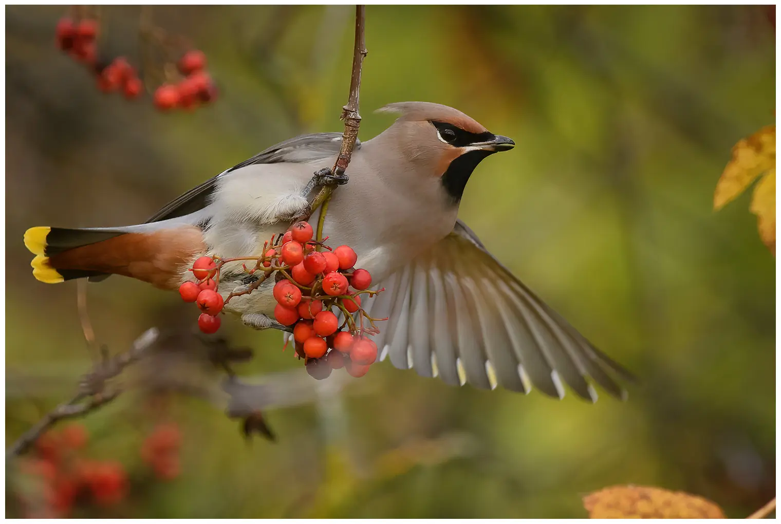 Bohemian waxwing