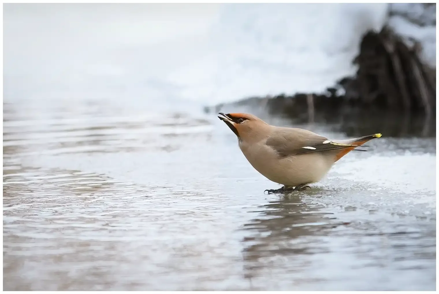 Bohemian waxwing