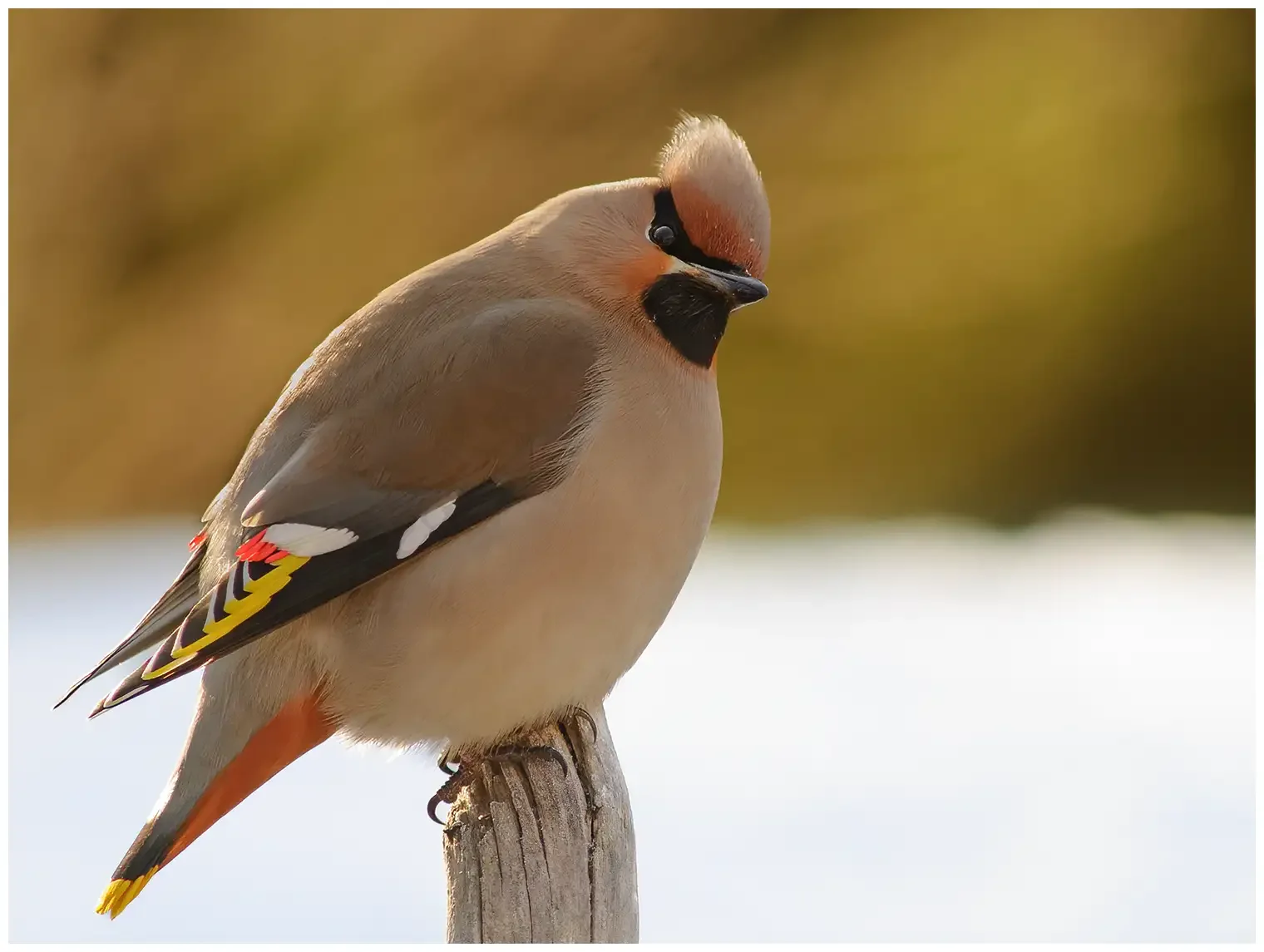 Bohemian waxwing