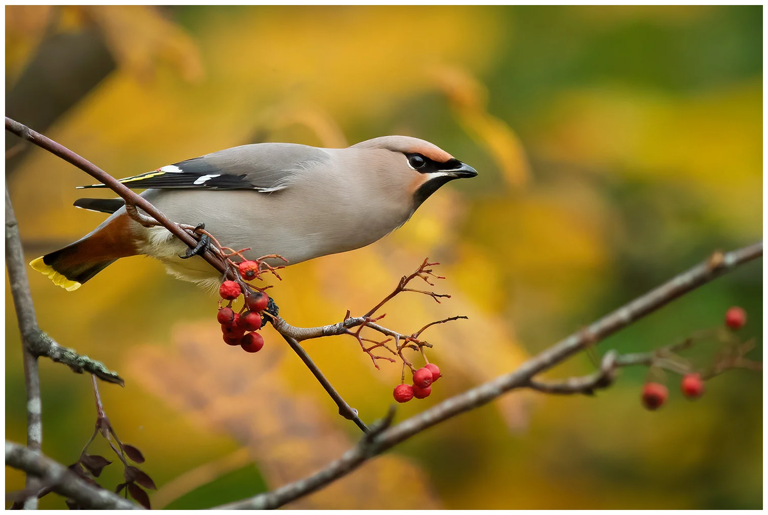 Bohemian waxwing