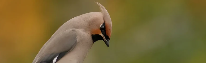 Bohemian waxwing