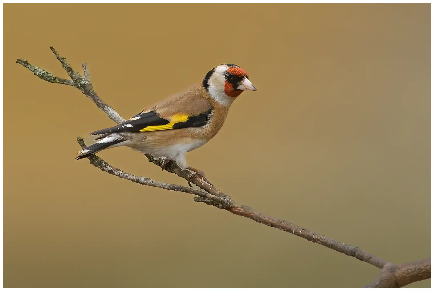Goldfinch
