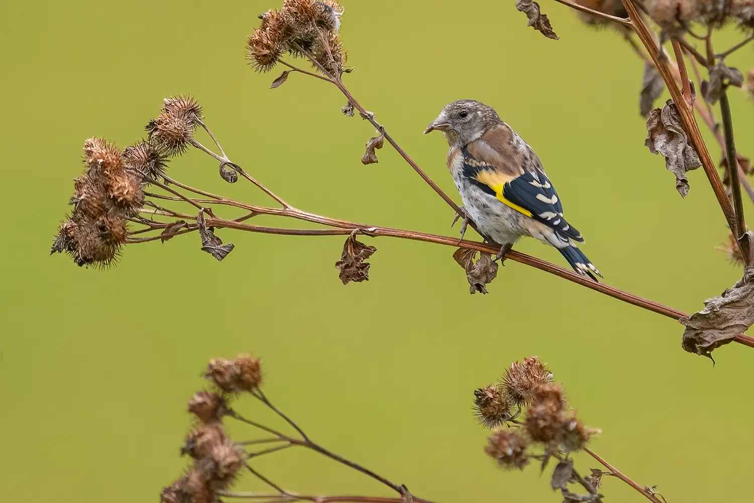 Goldfinch