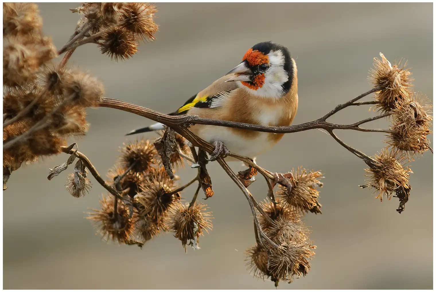 Goldfinch