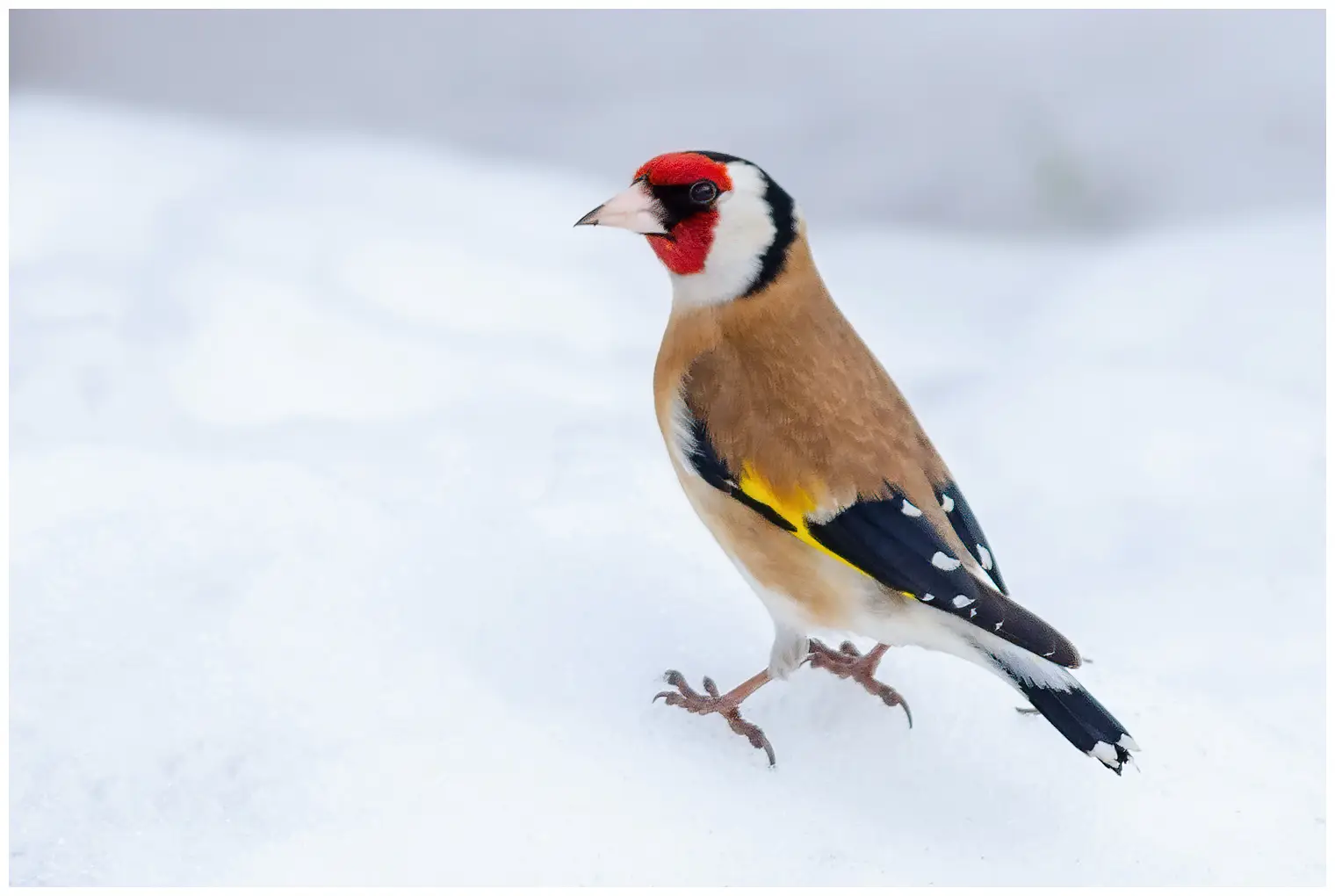 Goldfinch