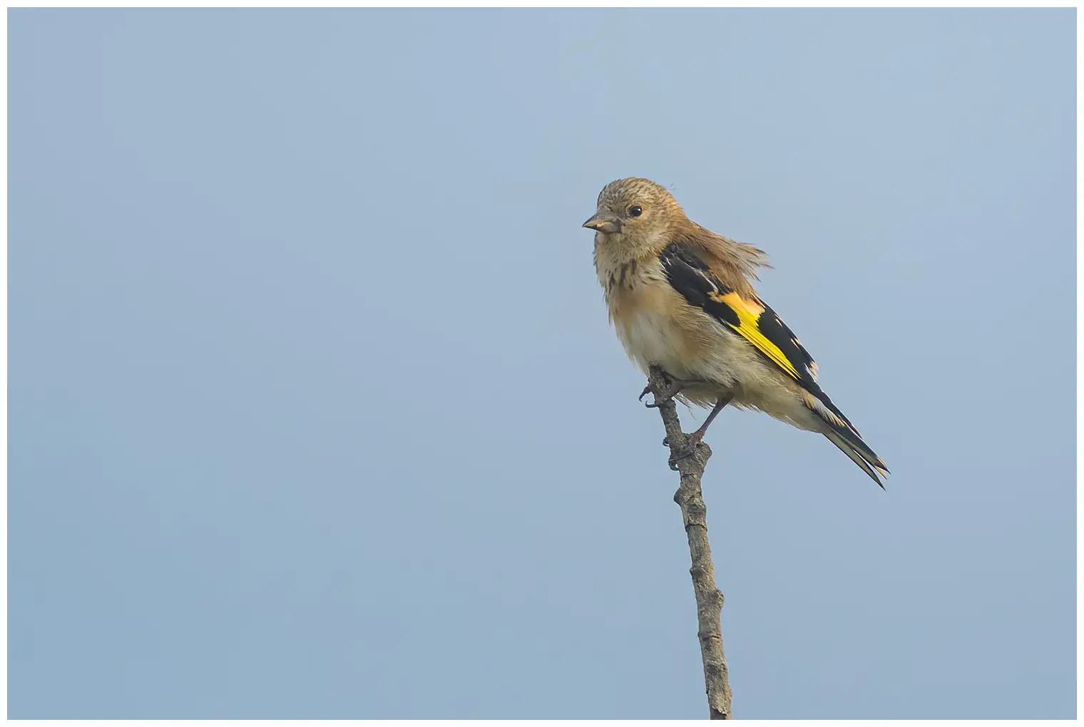Goldfinch