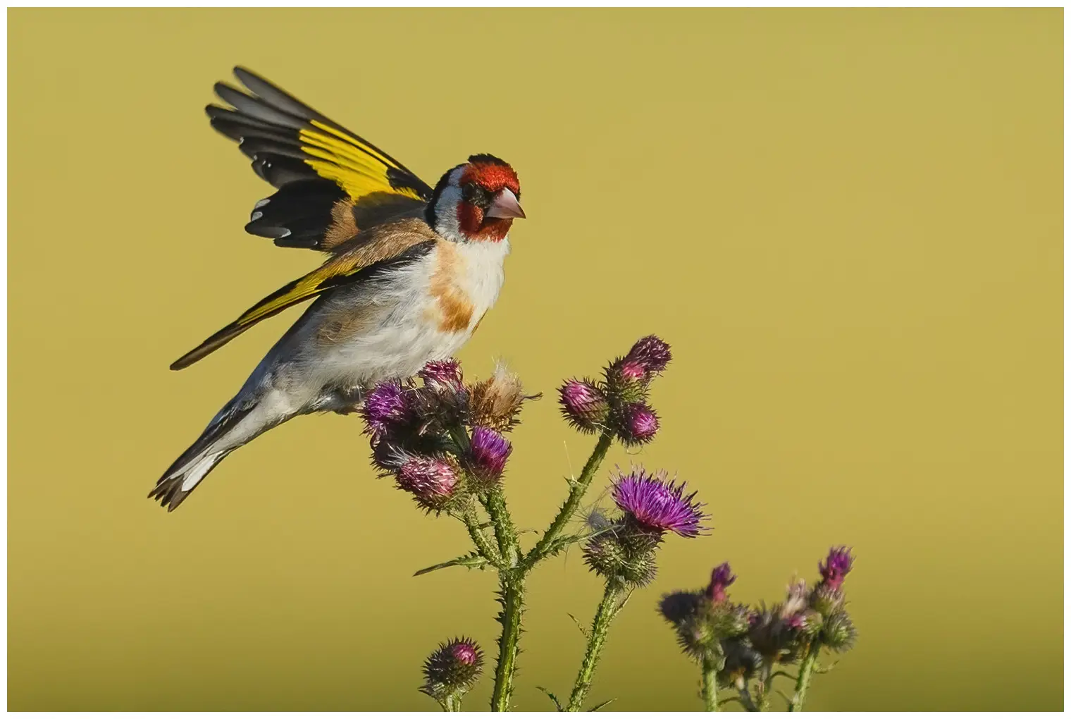 Goldfinch