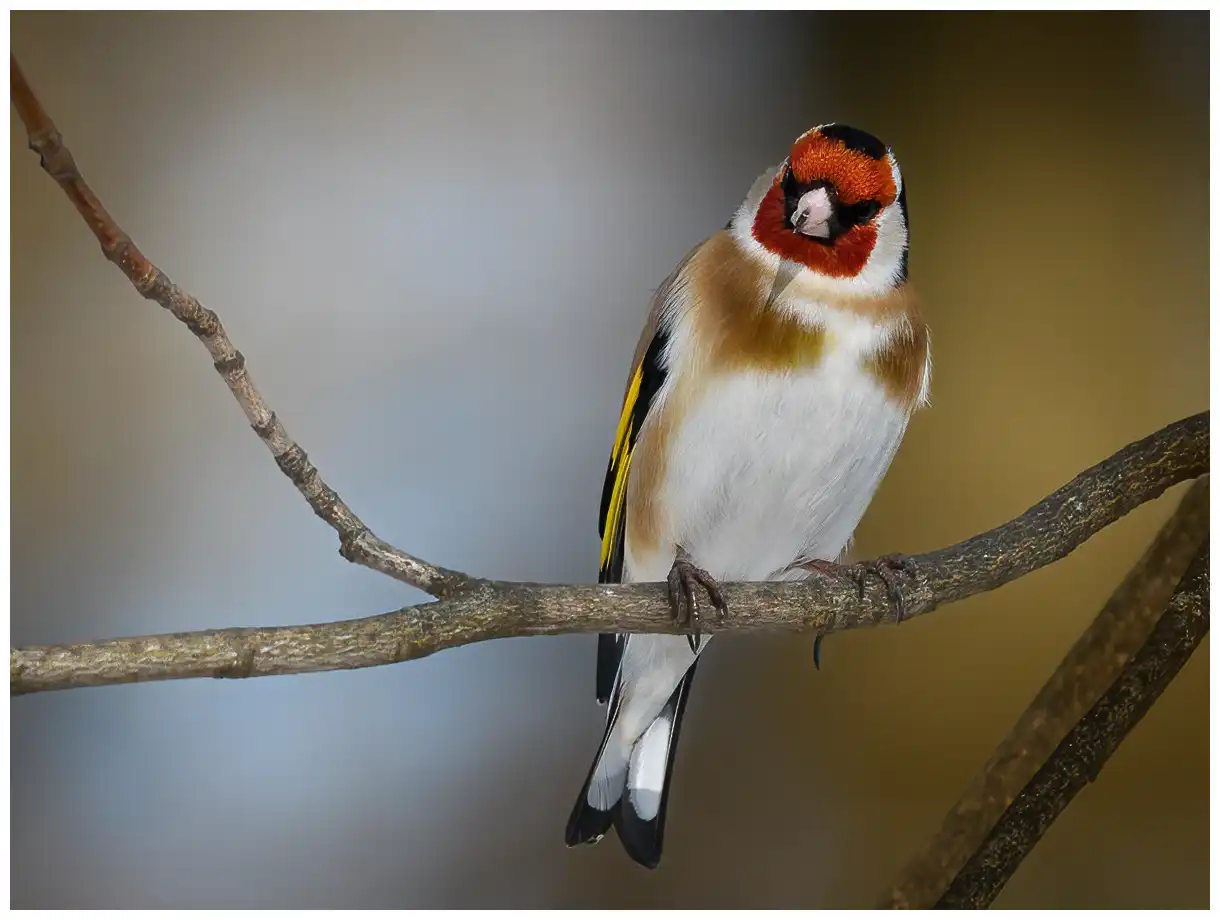 Goldfinch